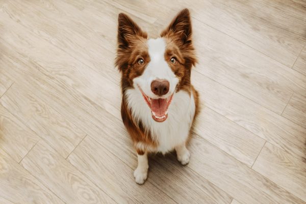 border collie dog sitting on floor and looking up