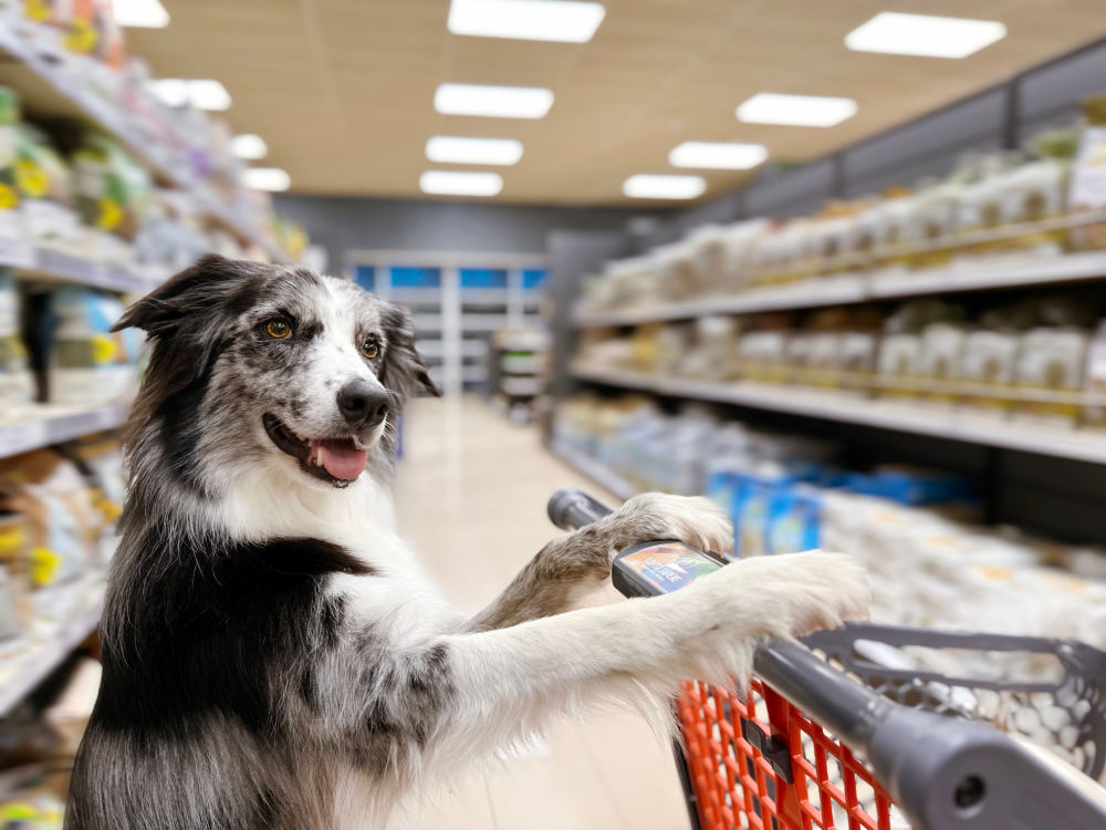border collie dog with a shopping cart or trolley on grocery