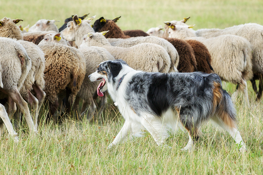 border collie herding a flock of sheep