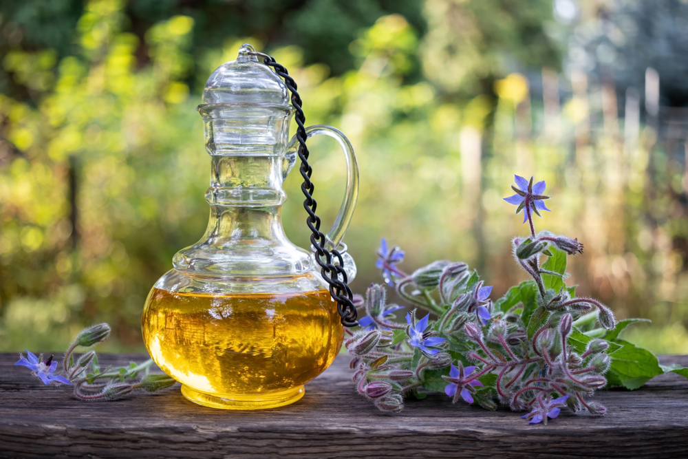bottle of borage oil with fresh blooming plant in a garden