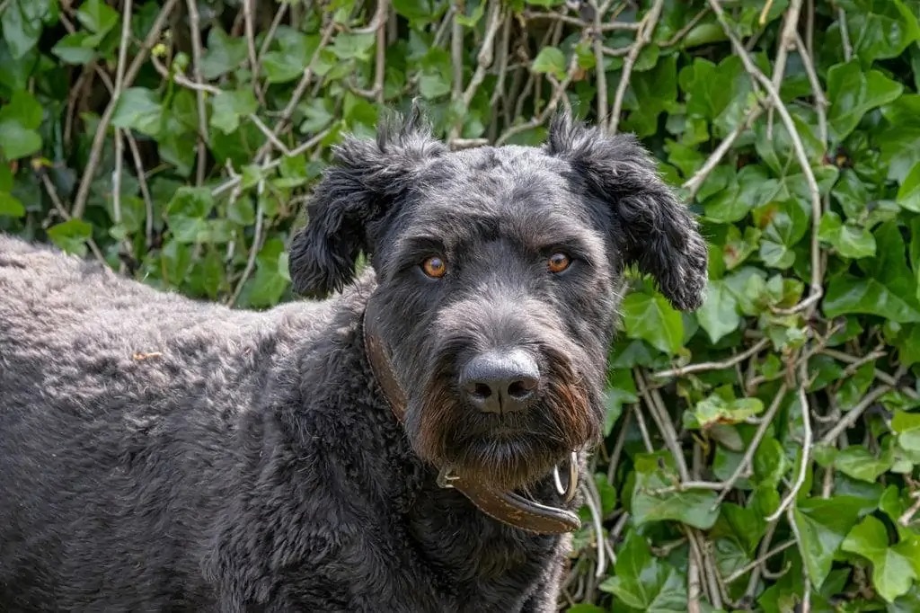 bouvier-des-flandres_DasyaDasya