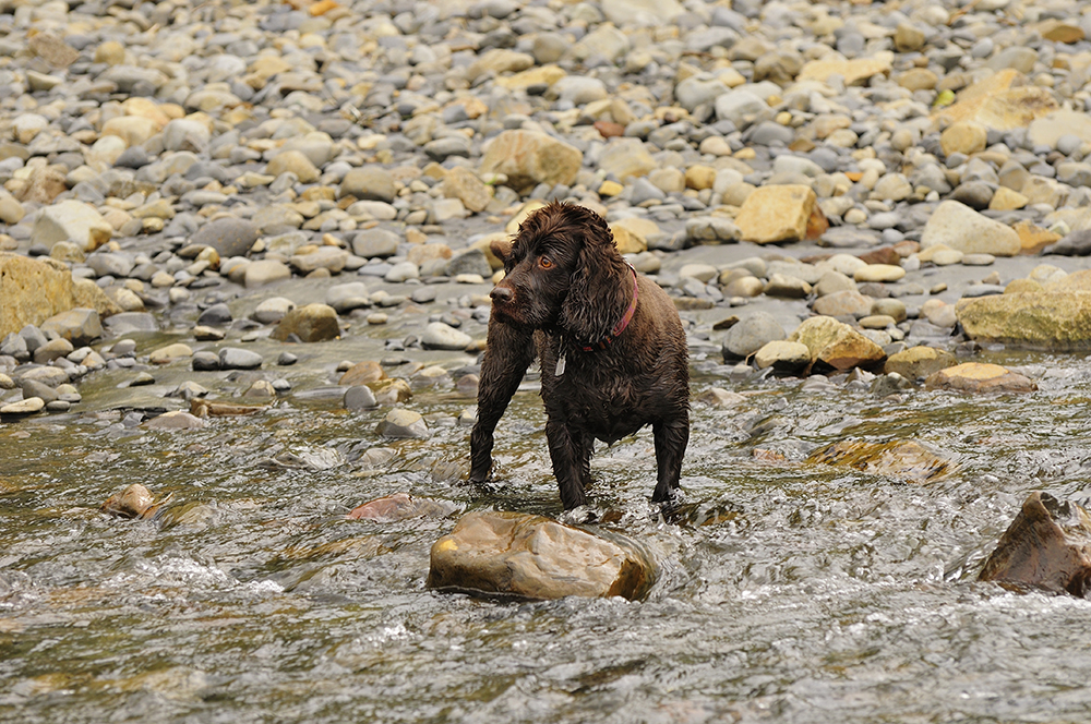 Boykin Spaniel dog standing on the rocky stream