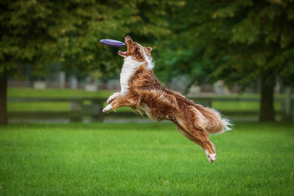 brown australian shepherd catches the frisbee in the air