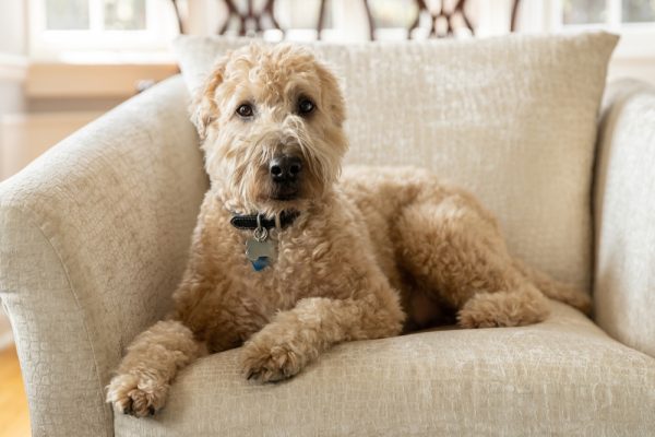 brown soft-coated wheaten terrier dog laying on a sofa