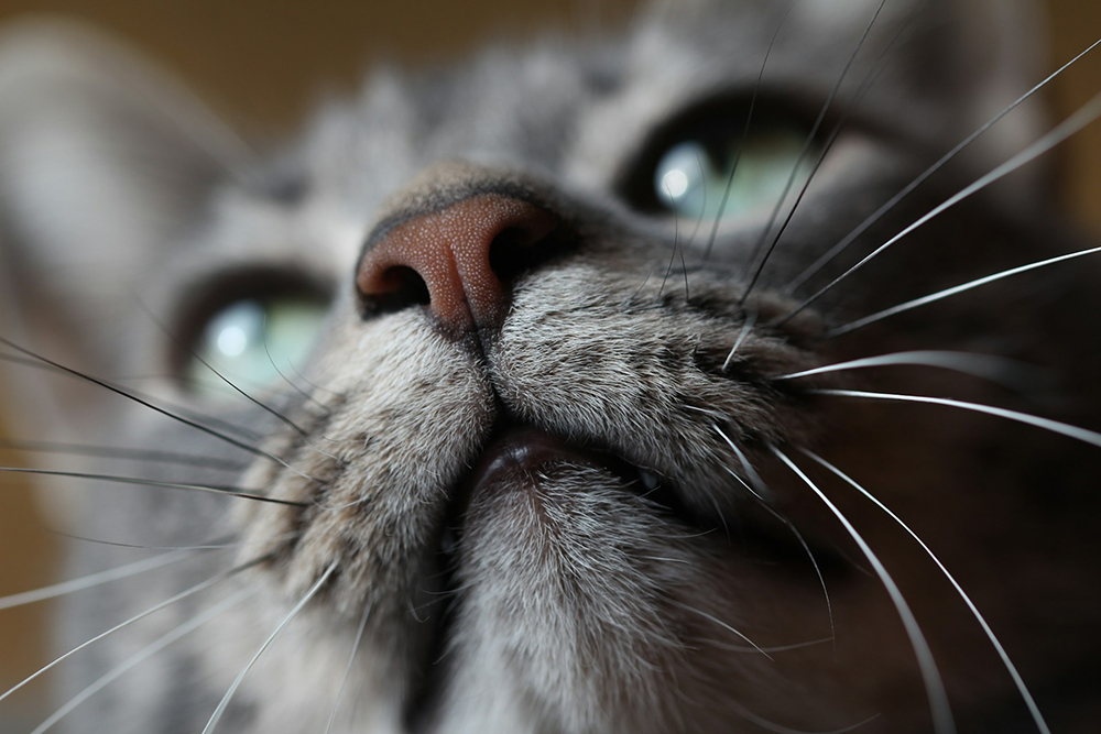 cat up close