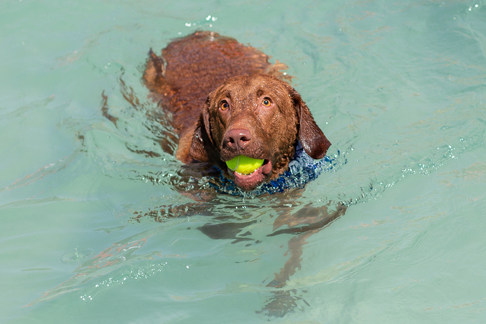 Chesapeake Bay Retriever dog Swimming with Ball