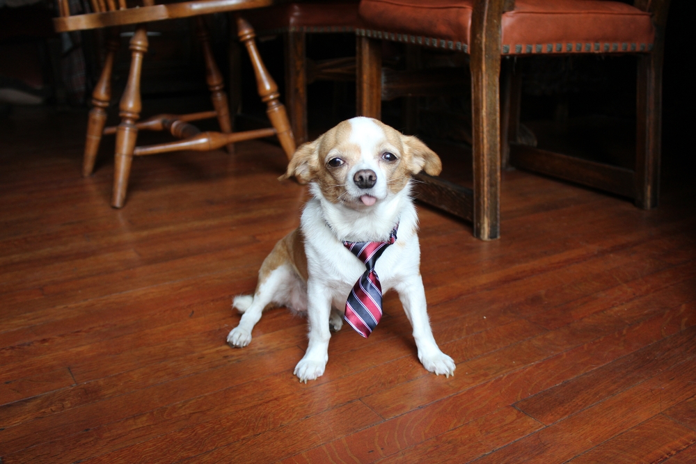 chihuahua-dog-sitting-on-hardwood-floor