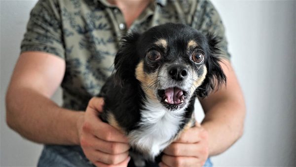 Chihuahua scared held by owner