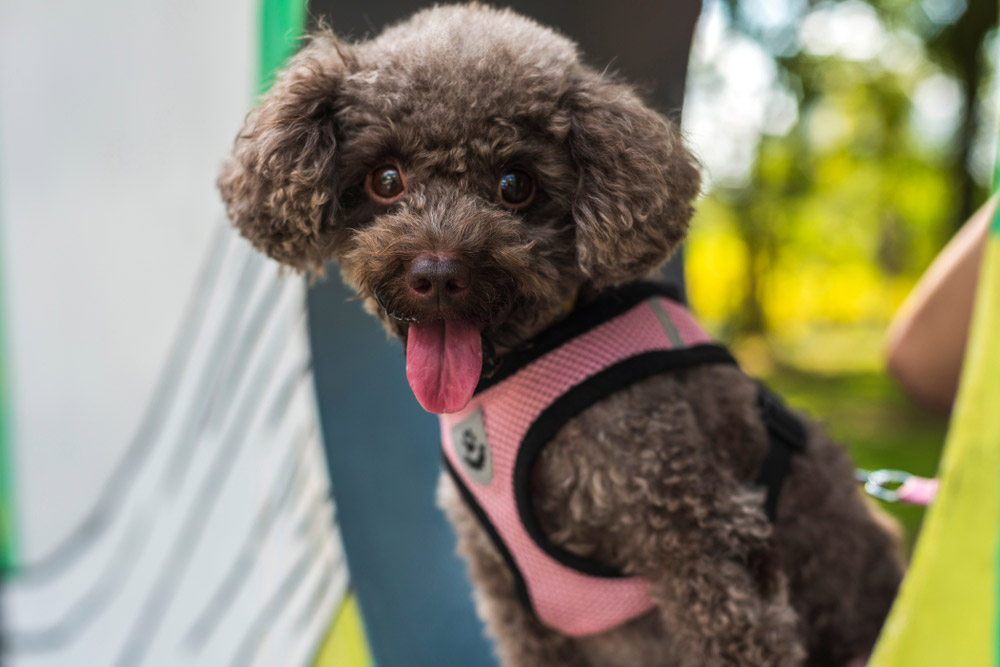 chocolate bichon frise canine  connected  a harness