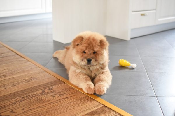 chow-chow-dog-lying-on-the-floor