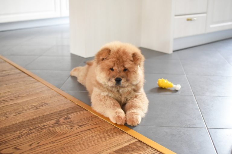 11 Best Dog Foods for Chow Chows in 2024 Reviews & Top Picks Dogster