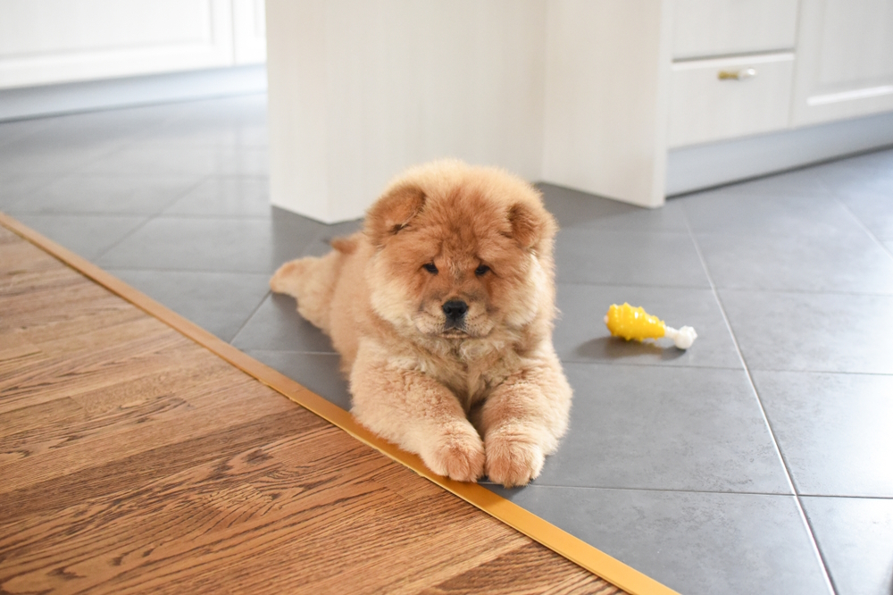 chow-chow-dog-lying-on-the-floor