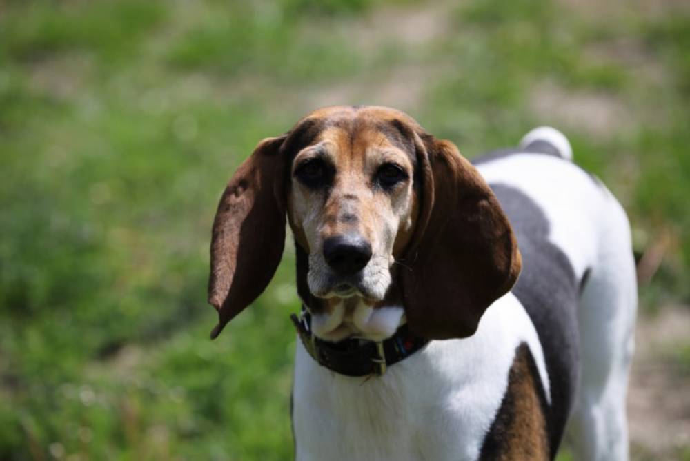 close up of English Foxhound dog