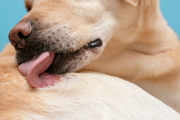 close up of a dog licking itself