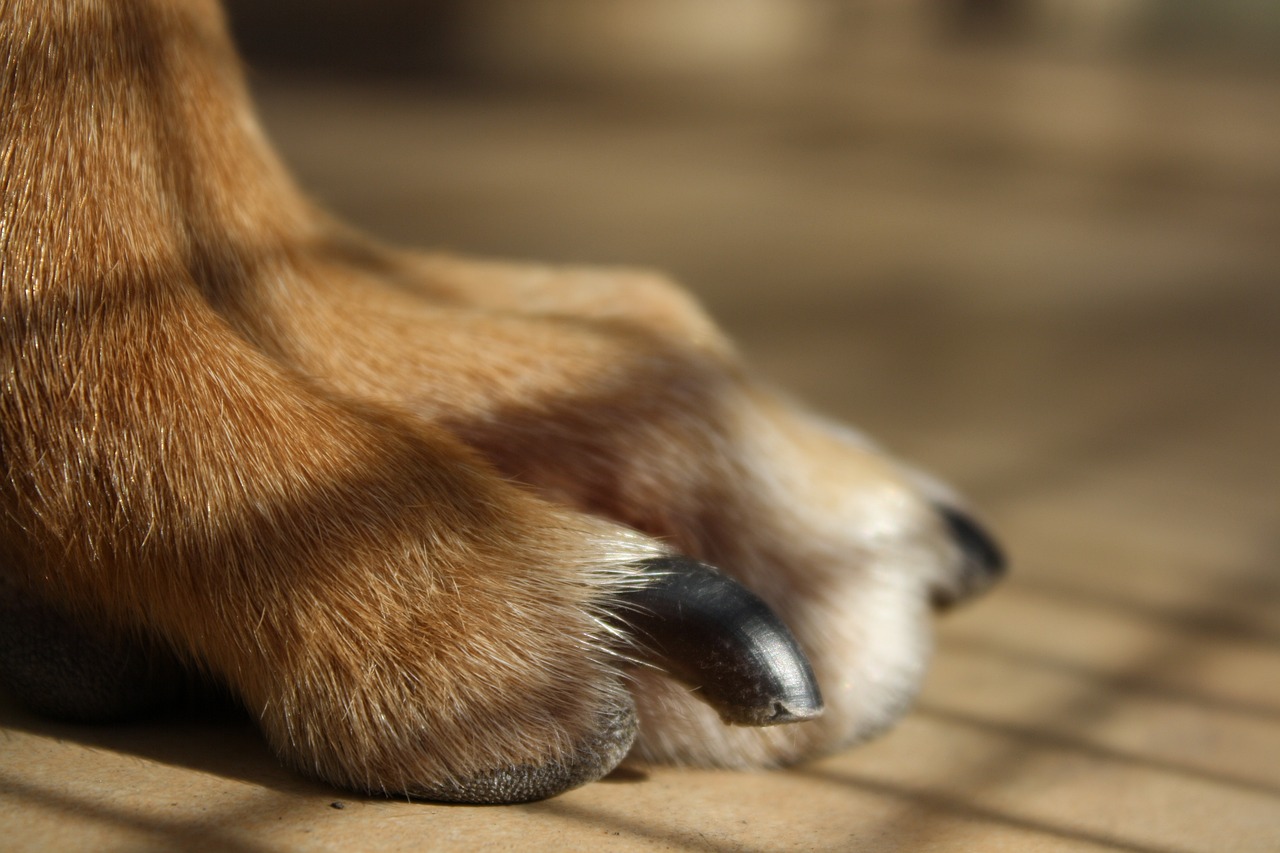 close up of a dog's nails
