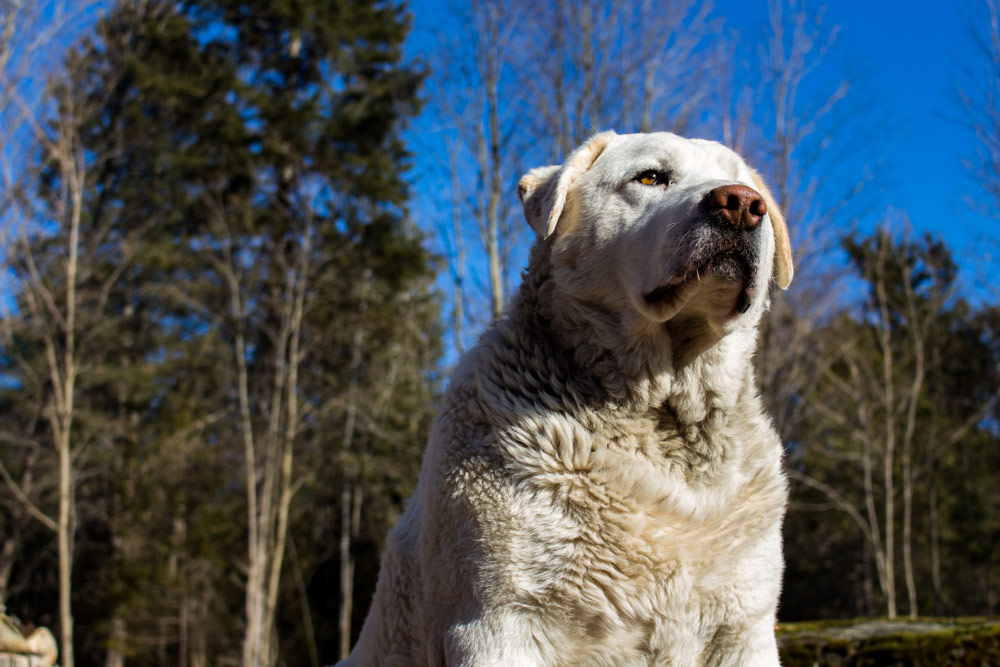 close up of akbash dog