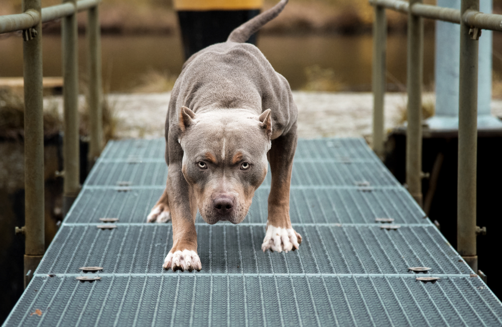 close up of an angry pitbull