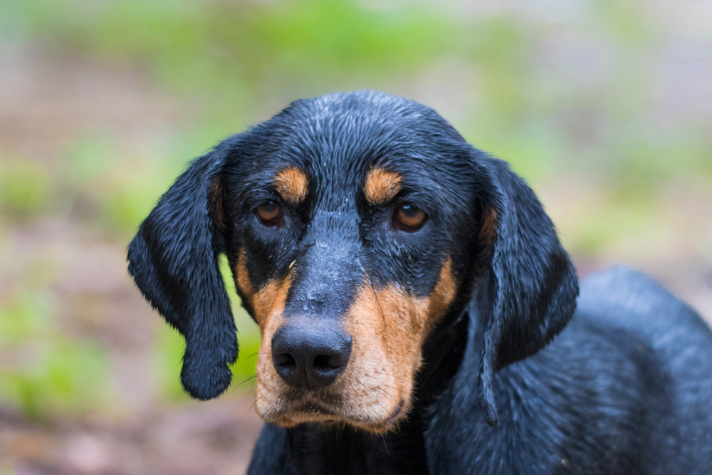 close up of purebred Transylvanian Hound dog