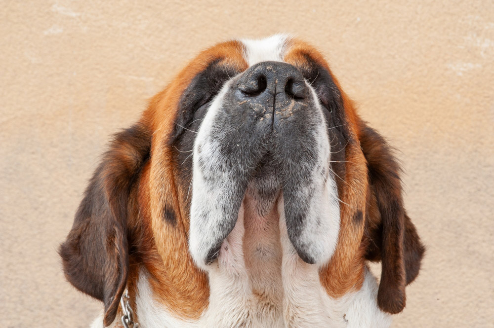 close up of the head of saint bernard dog solosacofotos Shutterstock - 9 St. Bernard Health Issues to Be Aware Of