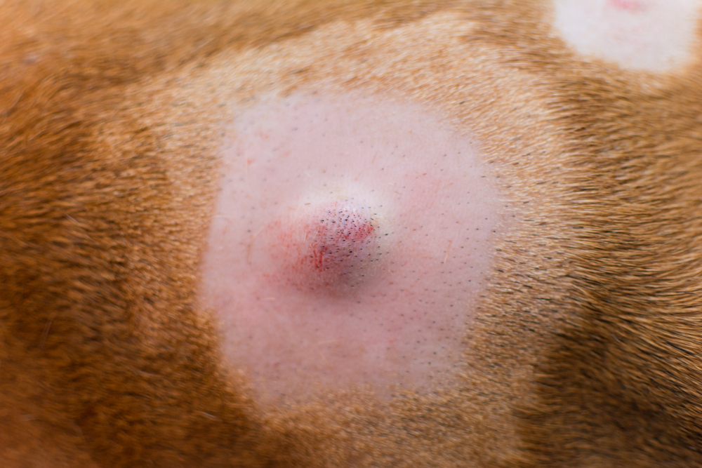 close-up photo of a dog with lumps on his skin before the surgery