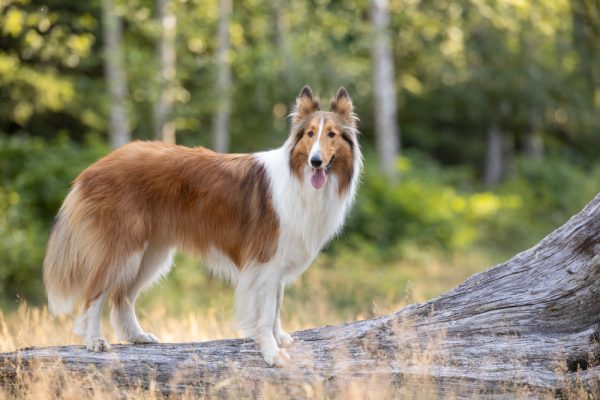 collie dog standing on log outdoors