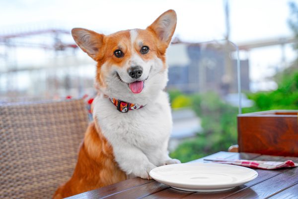 corgi dog in the restaurant