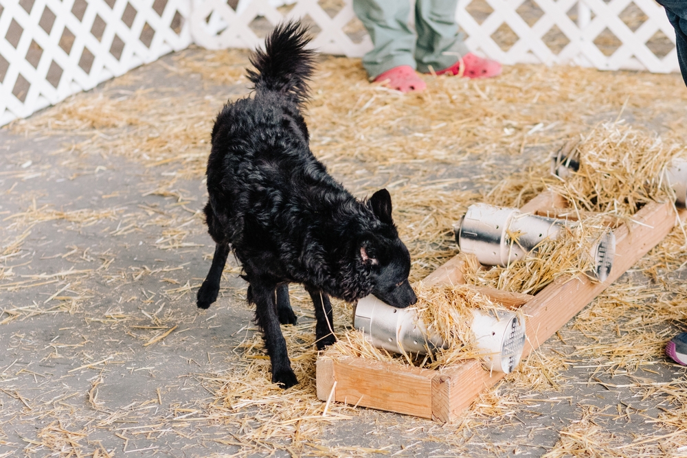curly Mudi dog competing in barn hunt sport scent hunting