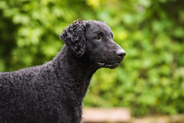 curly coated retriever dog outdoors