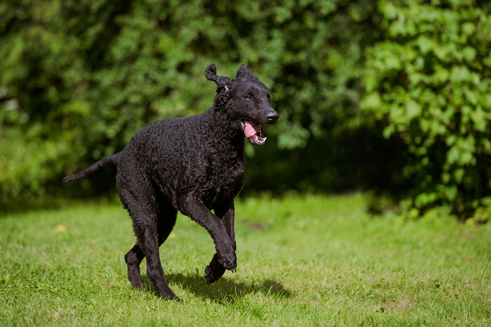 curly coated retriever dog running outdoors
