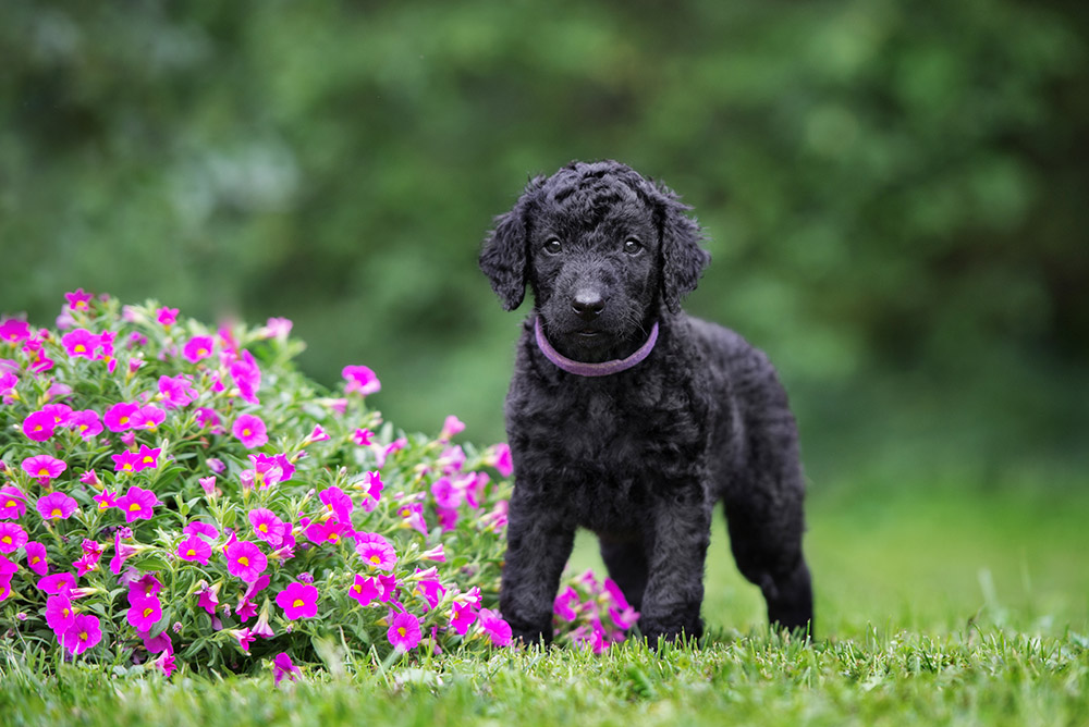 curly coated retriever puppy posing outdoors in summer
