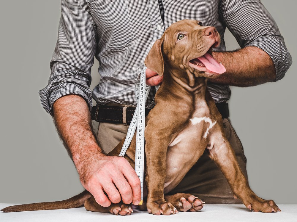 cute brown dog being measured by a man