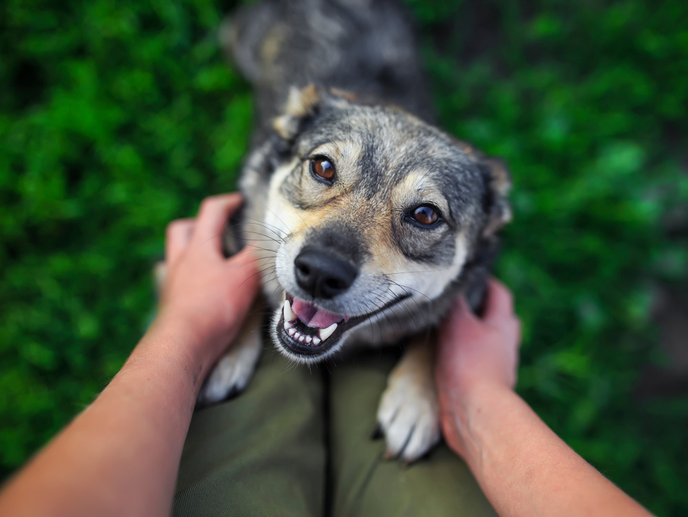 cute brown dog jumps paws on the legs of a man