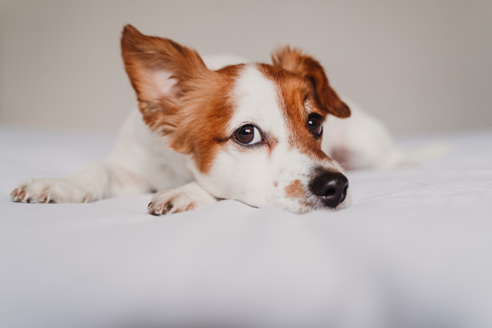 cute jack russell dog lying on bed listening with funny ear