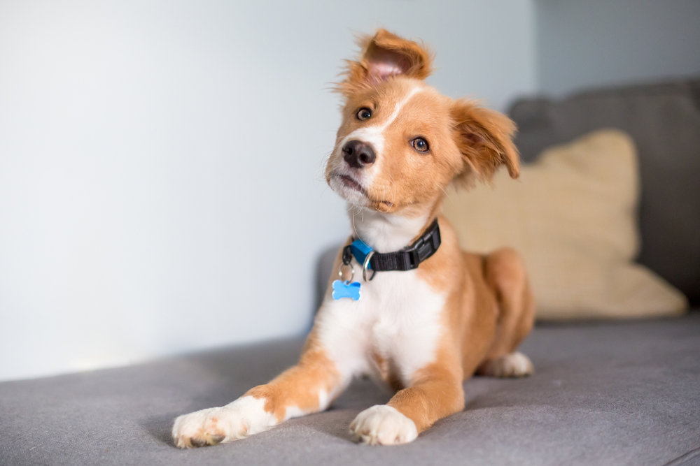 cute red and white mixed breed puppy lying on a couch and listening with a head tilt