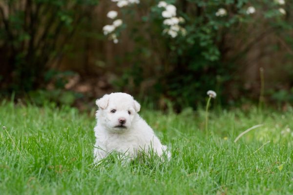 cute white Hungarian Pumi puppy