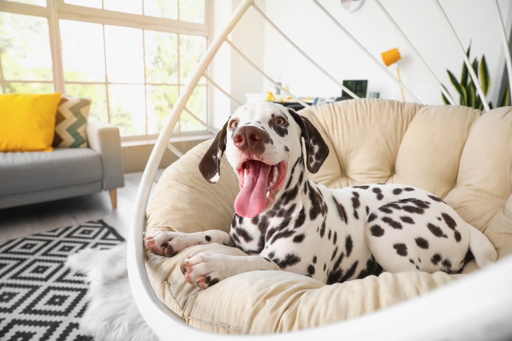 dalmatian at home