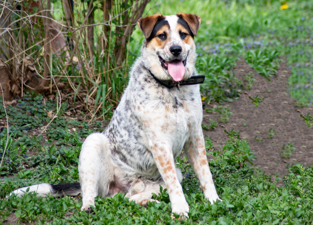 dalmatian blue heeler mixed breed dog
