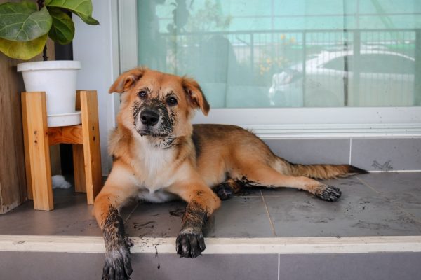 dirty-dog-lying-in-the-terrace