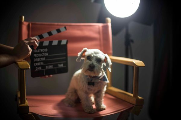 dog actor at a shoot
