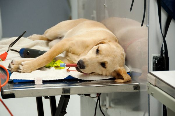 at the vet's for a spaying procedure