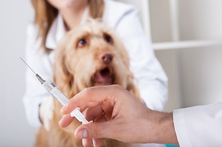 my-diabetic-dog-s-blood-sugar-is-still-high-after-insulin-our-vet