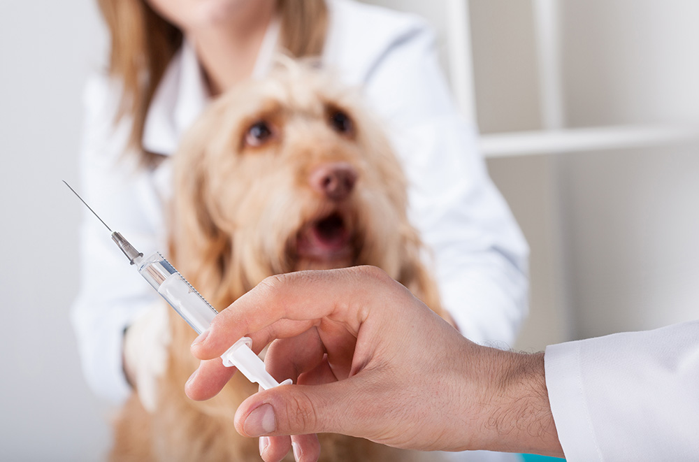 dog before injection at vet office