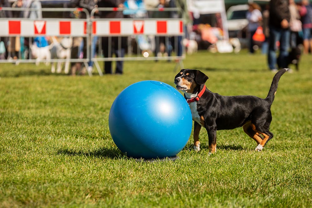 dog beside a treibball ball
