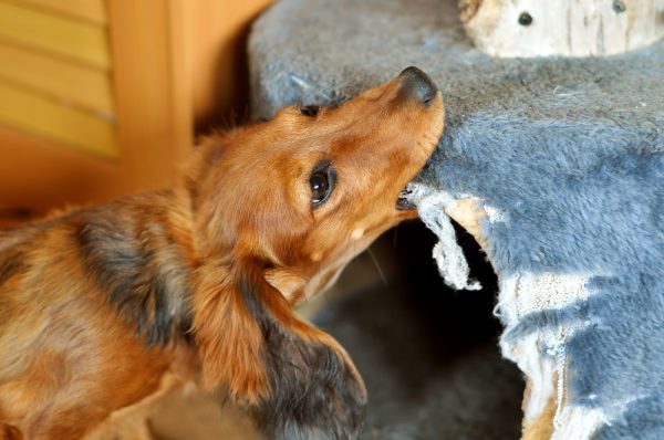 dog chews furniture