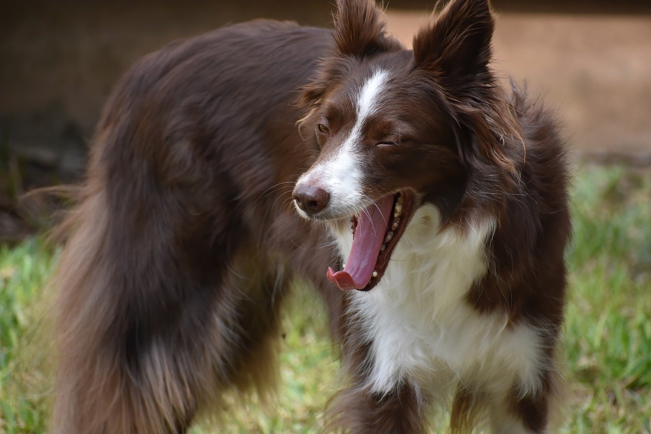 dog coughing or yawning
