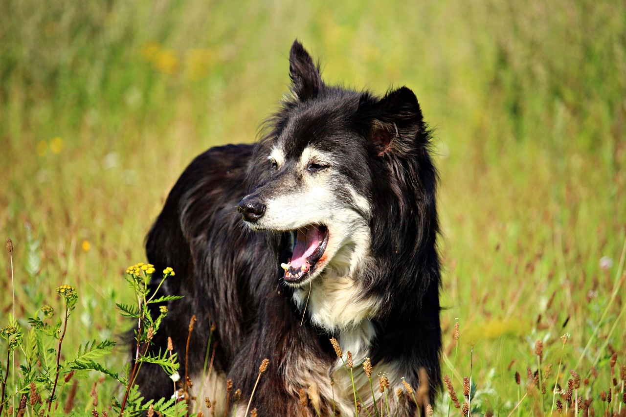 dog coughing outside