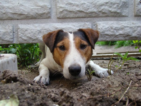 dog crawling under the fence