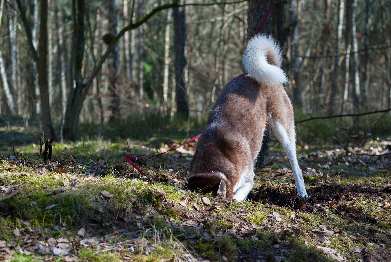 dog digging dirt