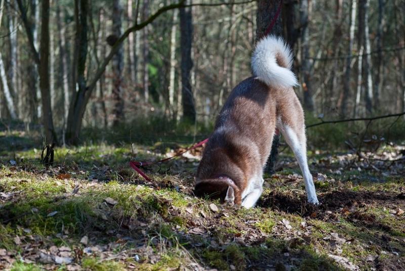 dog digging in the backyard