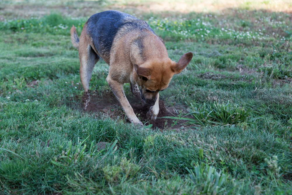 dog digging in the yard